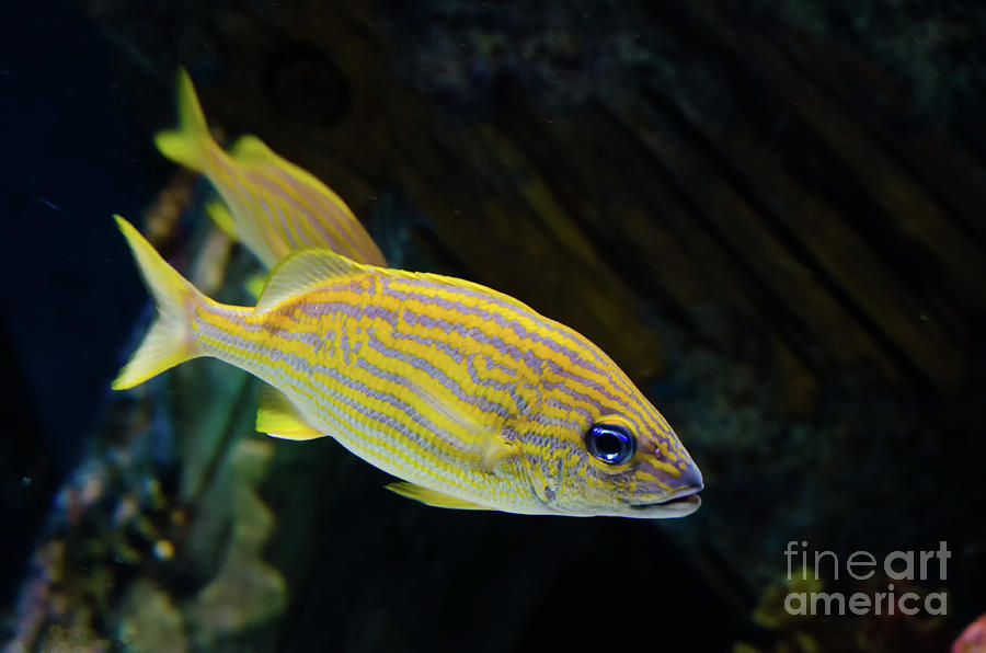 Spotted Fish Aquatic Animal / Wildlife Photograph Photograph by PIPA Fine Art - Simply Solid