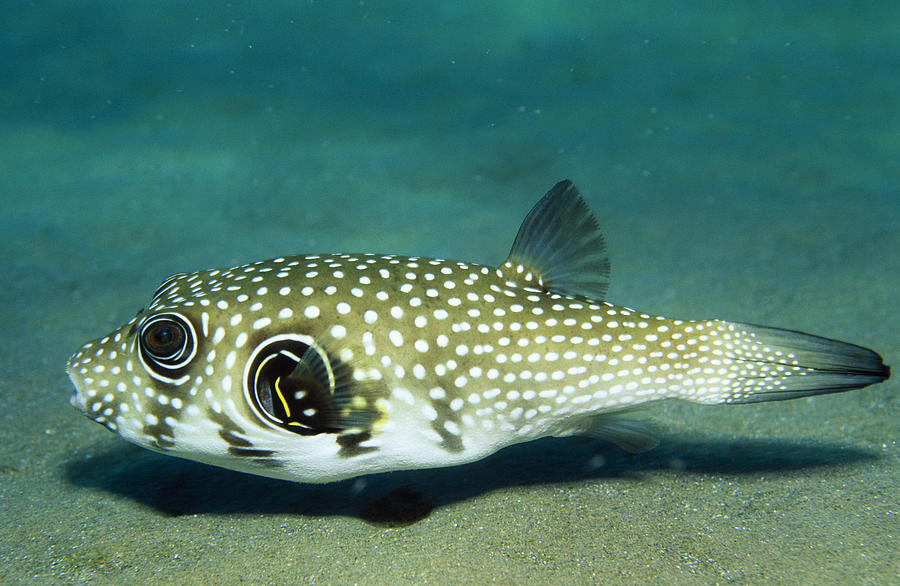Spotted fish Photograph by Frederic Pacorel