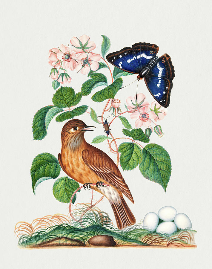 Spotted flycatcher and eggs, bramble and Purple Emperor Painting by James Bolton