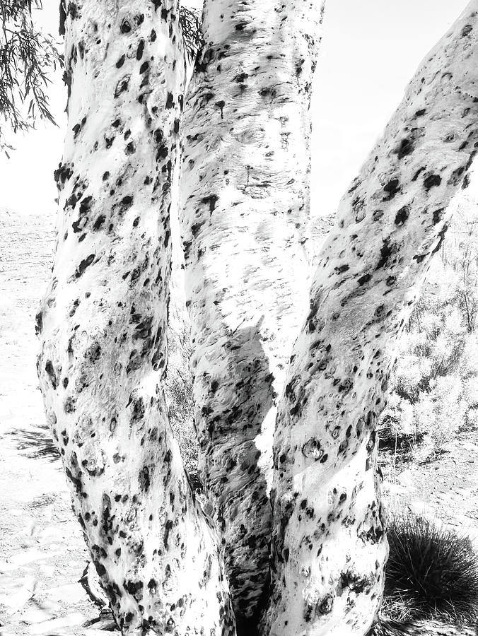 Spotted Ghost Gums - Kings Canyon - BW 2 Photograph by Lexa Harpell