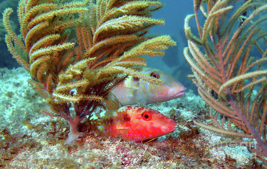 Spotted Goatfish 3 Photograph by Daryl Duda