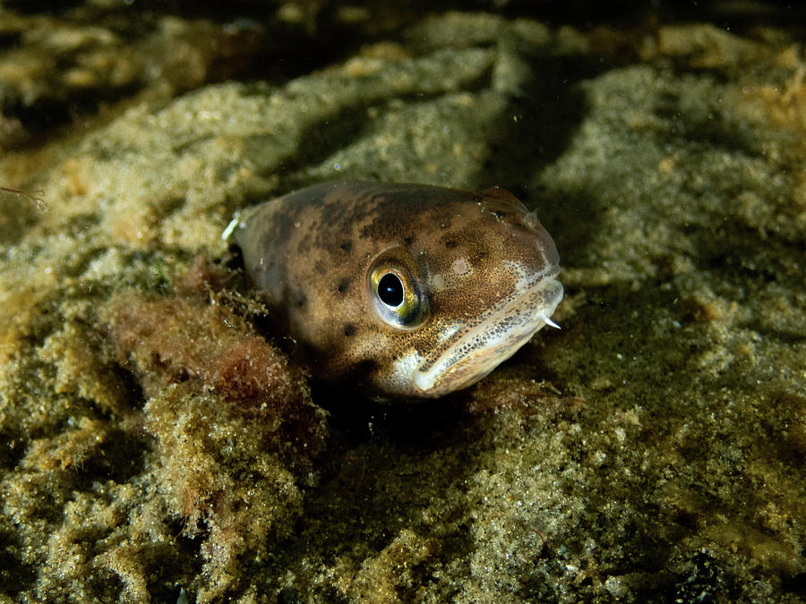 Spotted Hake Photograph by Brian Weber