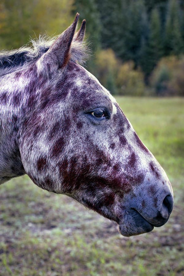 Spotted Horse Digital Art by Bob Coorsen | Fine Art America