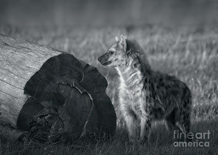 Spotted Hyena Animal Portrait Photograph by Philip Preston