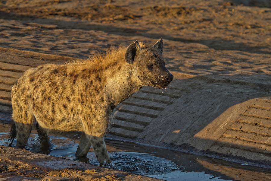 Spotted Hyena at the Watering Hole Photograph by Heidi Fickinger