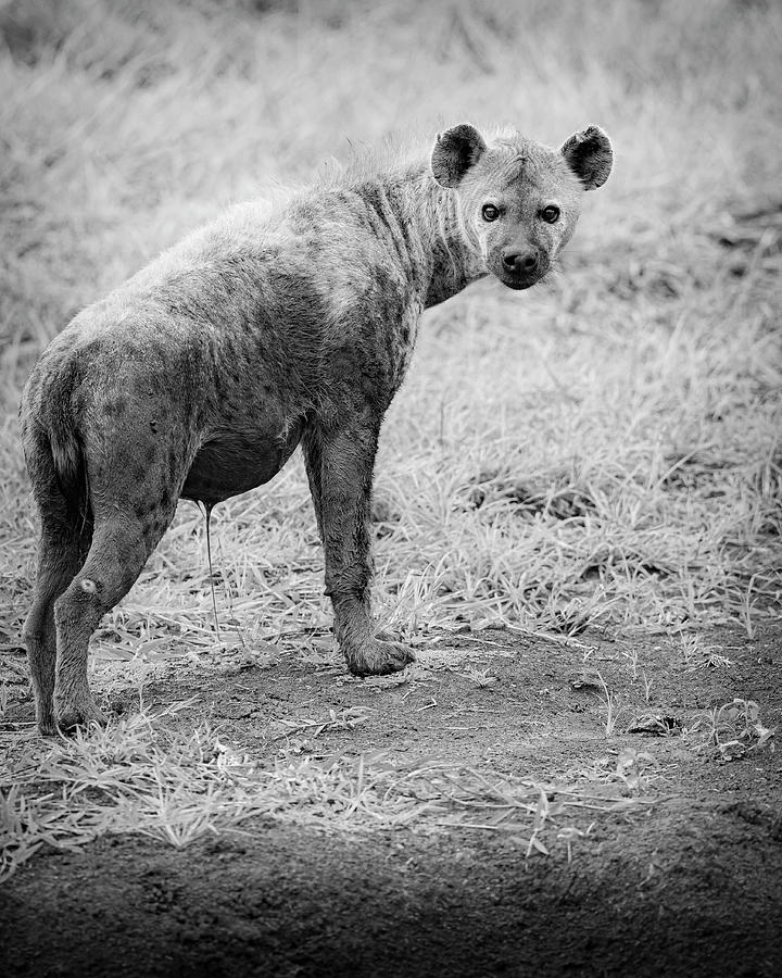 Spotted Hyena Photograph by Maresa Pryor-Luzier