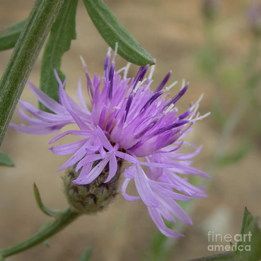 Summer Photograph - Spotted Knapweed Blossom in Idaho by Nancy Gleason