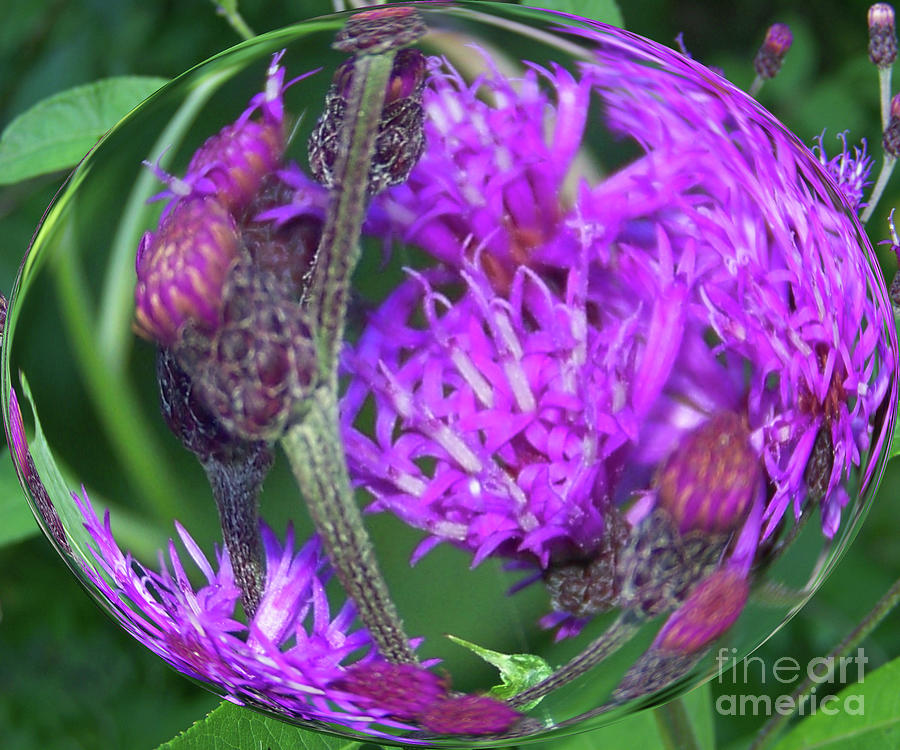 Spotted Knapweed Flower in a Bubble Photograph by Charles Robinson