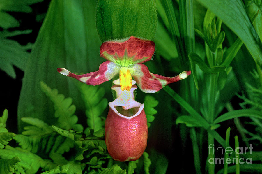 Spotted Ladyslipper Orchid Ala Photograph by Dave Welling