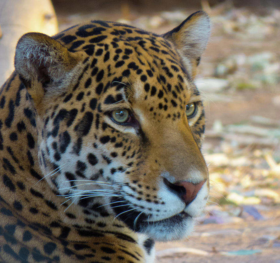Spotted Leopard Photograph by Christy Garavetto