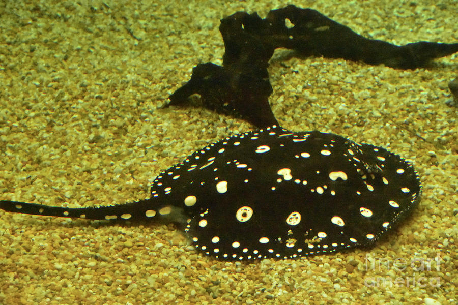 Spotted Marine Life with a Swimming Stingray Photograph by DejaVu ...