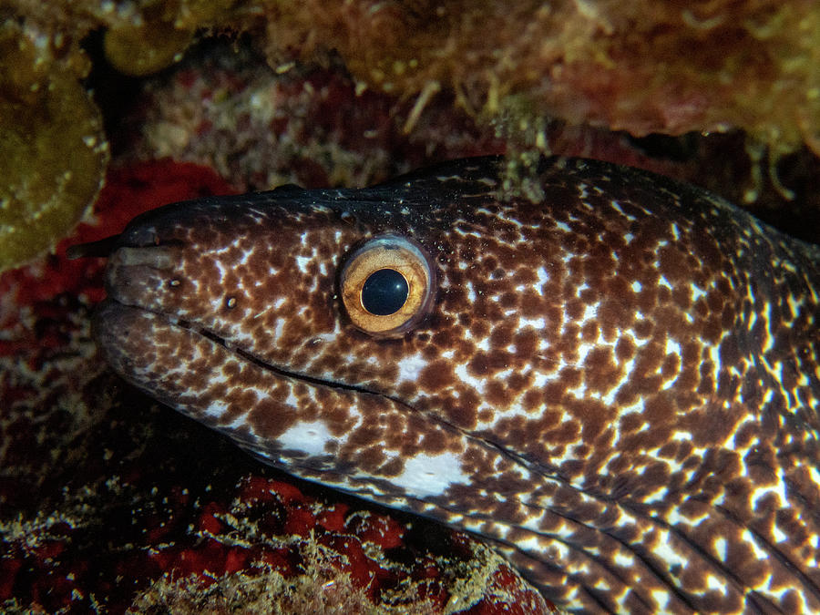 Spotted Moray Eel Photograph by Brian Weber