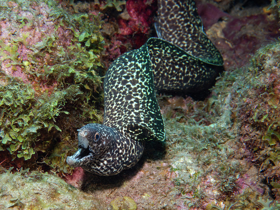 Spotted moray on the move Photograph by Brian Weber