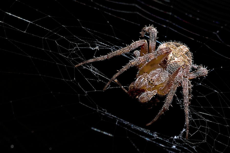 Spotted Orbweaver neiscona Crucifera Photograph by Trey Edings - Fine ...