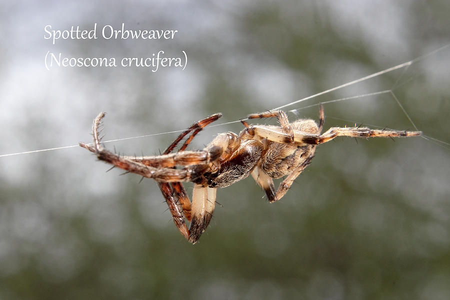 Spotted Orbweaver Spider Photograph by Mark Berman