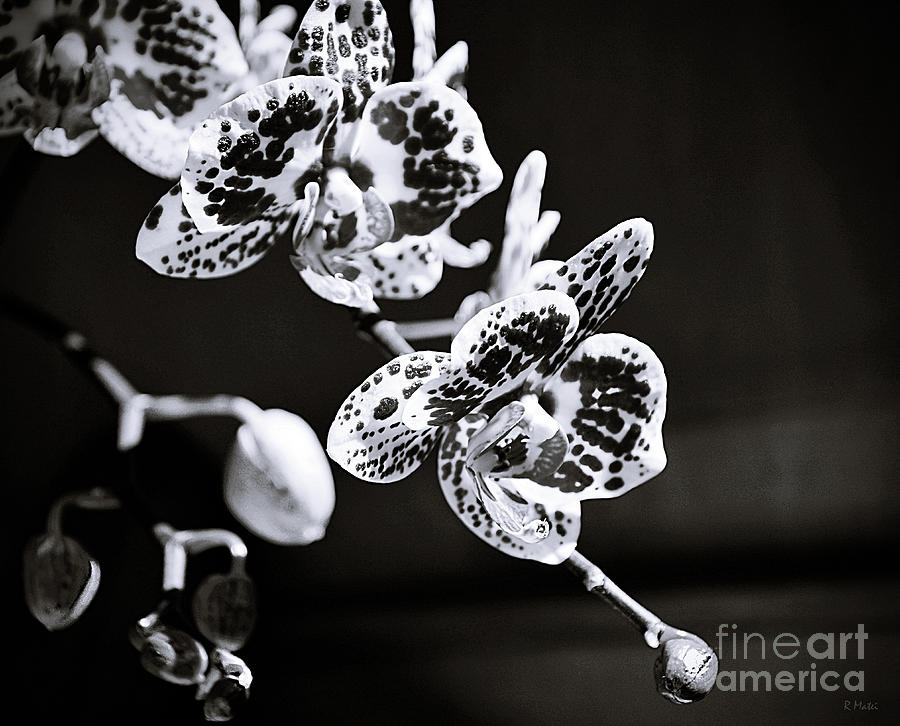 Orchid Photograph - Spotted Orchids in Black and White by Ramona Matei