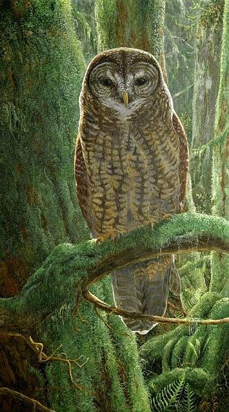 Spotted Owl Painting by Barry Kent MacKay