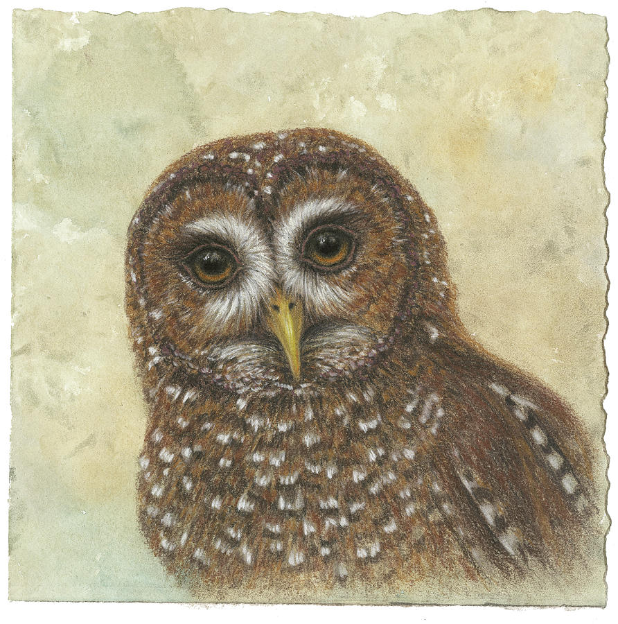 Spotted Owl Head Drawing by Lori Wallace Lloyd - Fine Art America