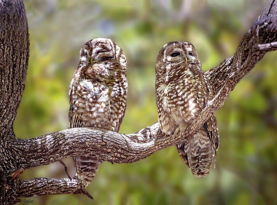 Spotted Owl Pair Photograph by Judi Dressler