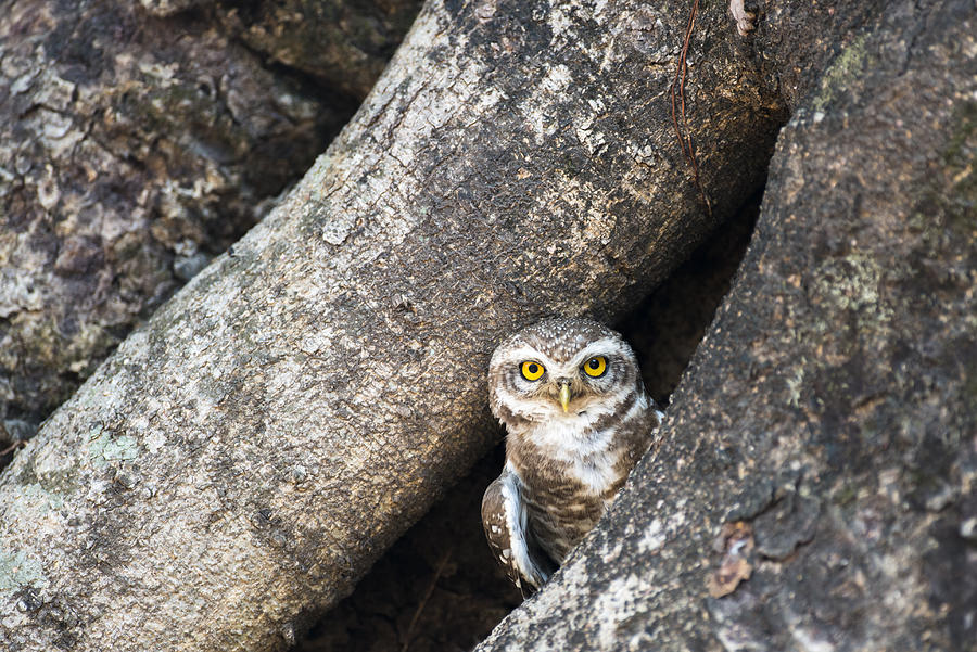 Spotted owlet in Indian banyan tree hollow Photograph by James Warwick