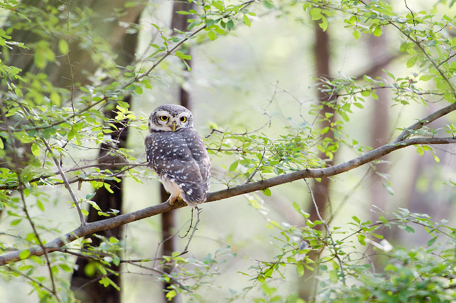 Spotted owlet on branch Photograph by Rebecca Yale