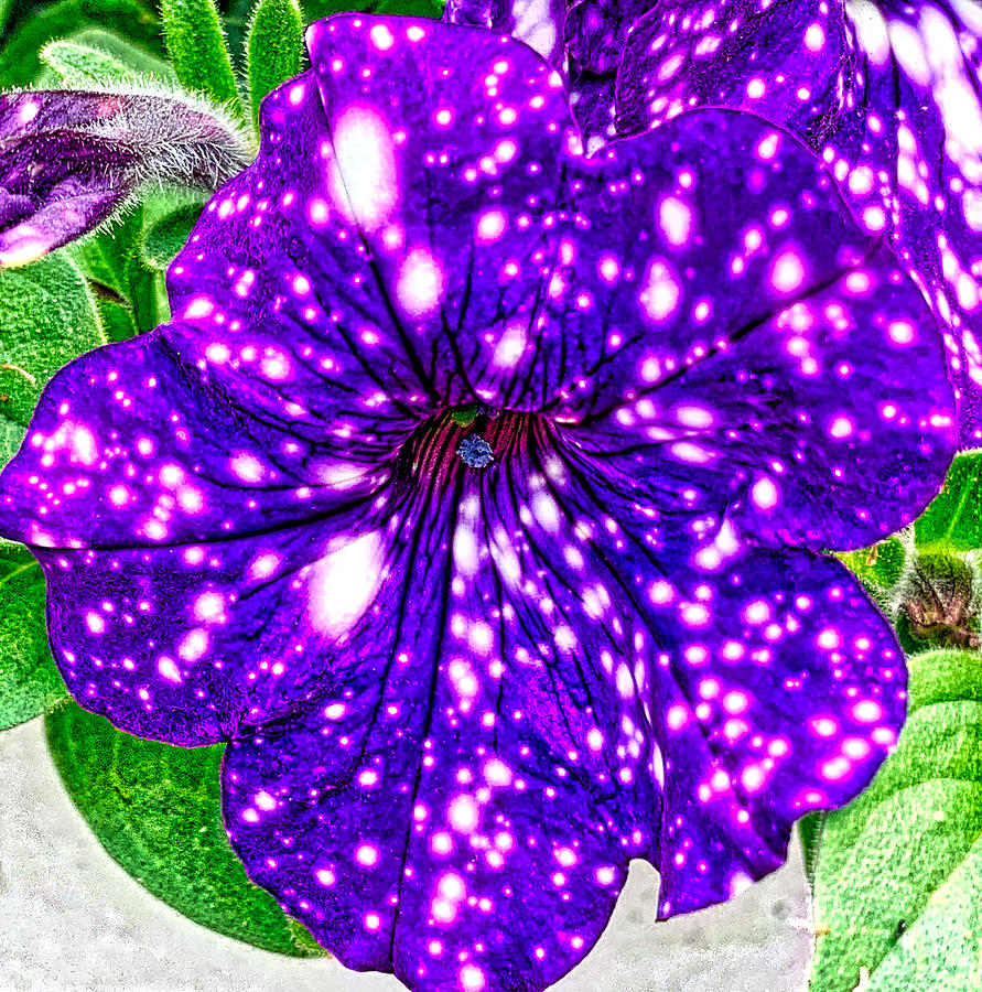 Spotted Petunia Photograph by Linda James