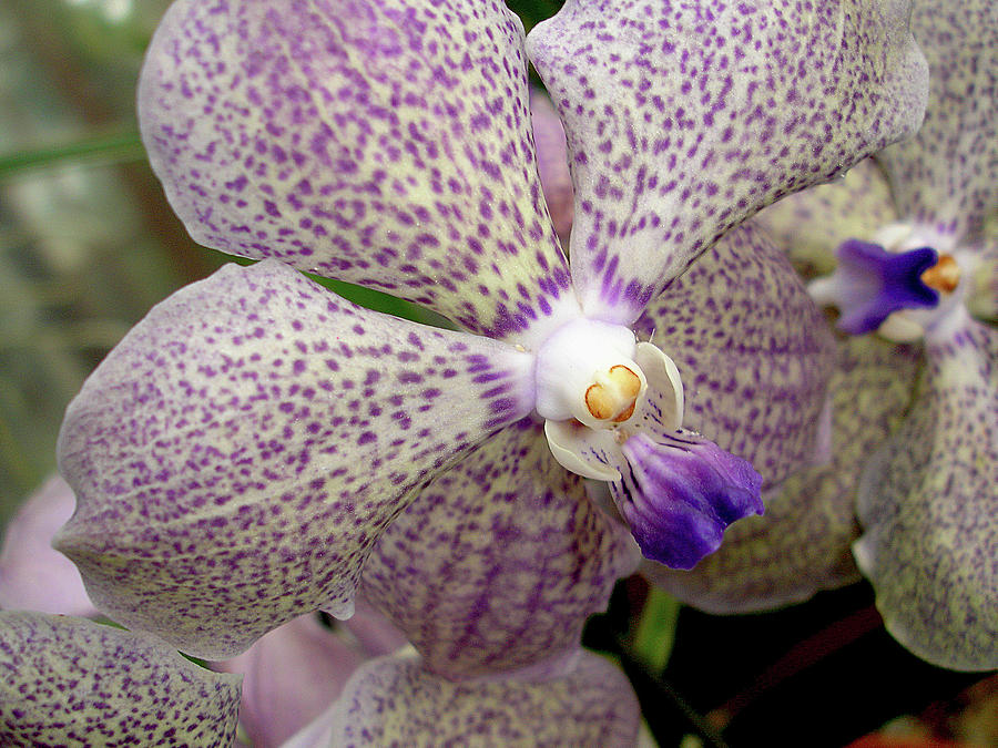 Flower Photograph - Spotted Phaleanopsis  by Lynda Lehmann