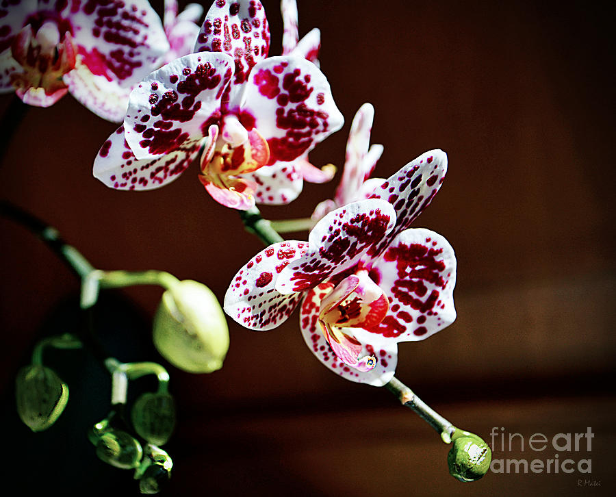 Orchid Photograph - Spotted Purple Orchid by Ramona Matei