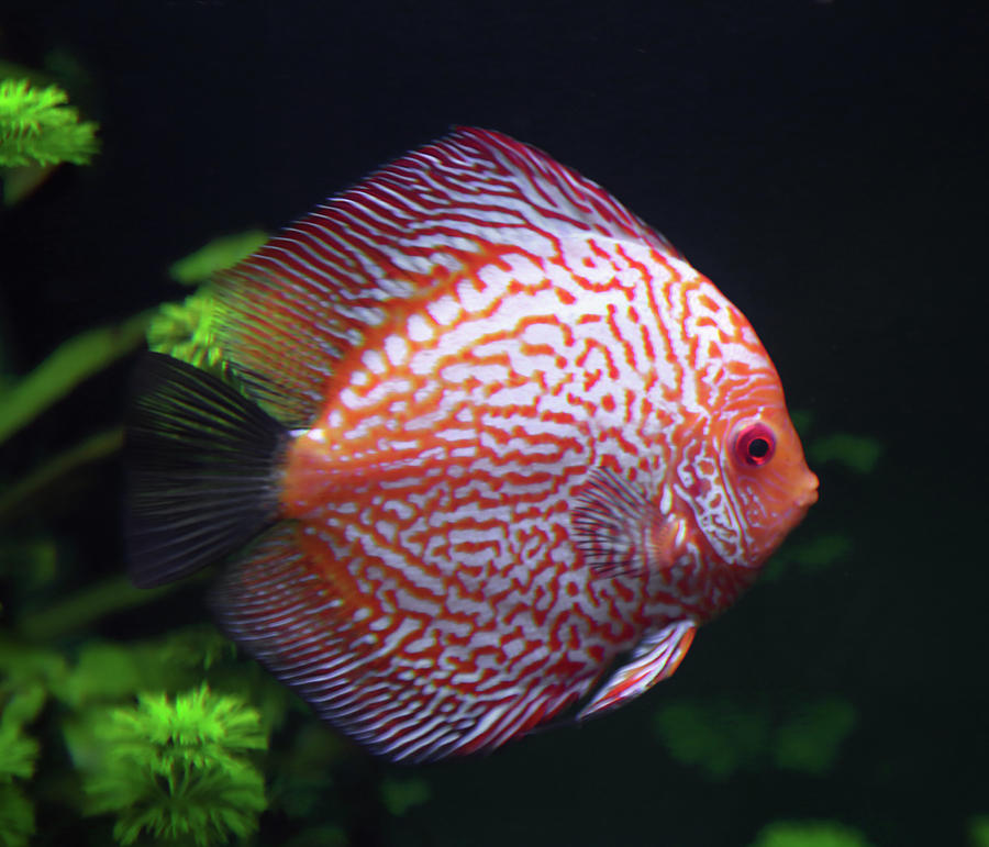 Spotted Red Discus Fish Photograph by Mikhail Kokhanchikov