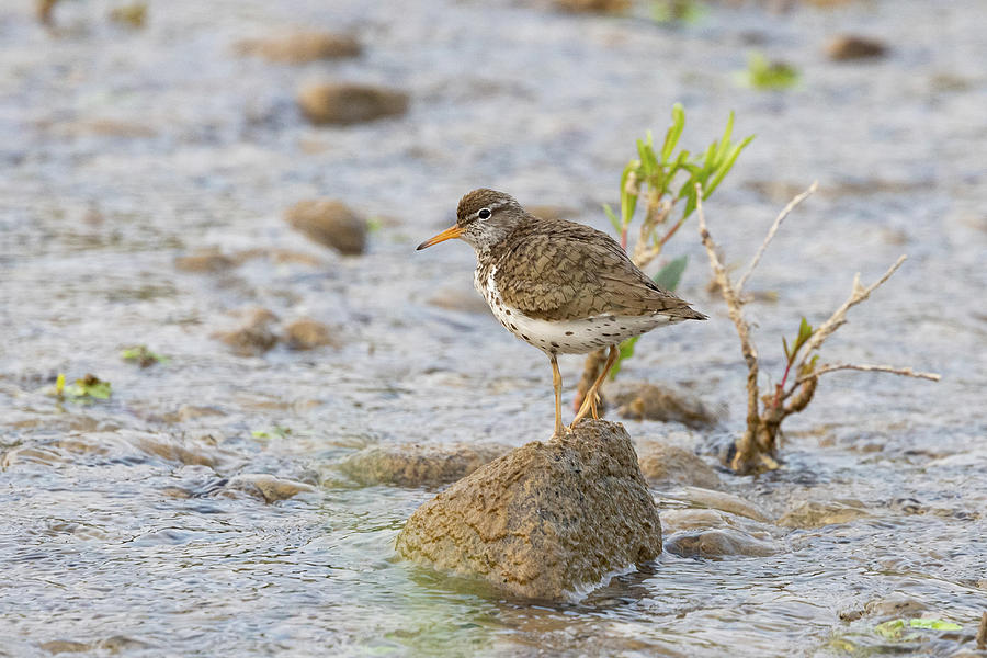 Spotted Sand Piper on the Gros Ventre River Photograph by Tony Hake