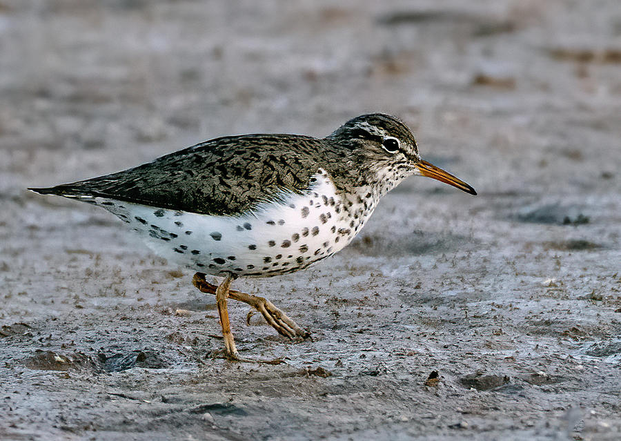 Spotted Sandpiper 2298-051121-2 Photograph by Tam Ryan