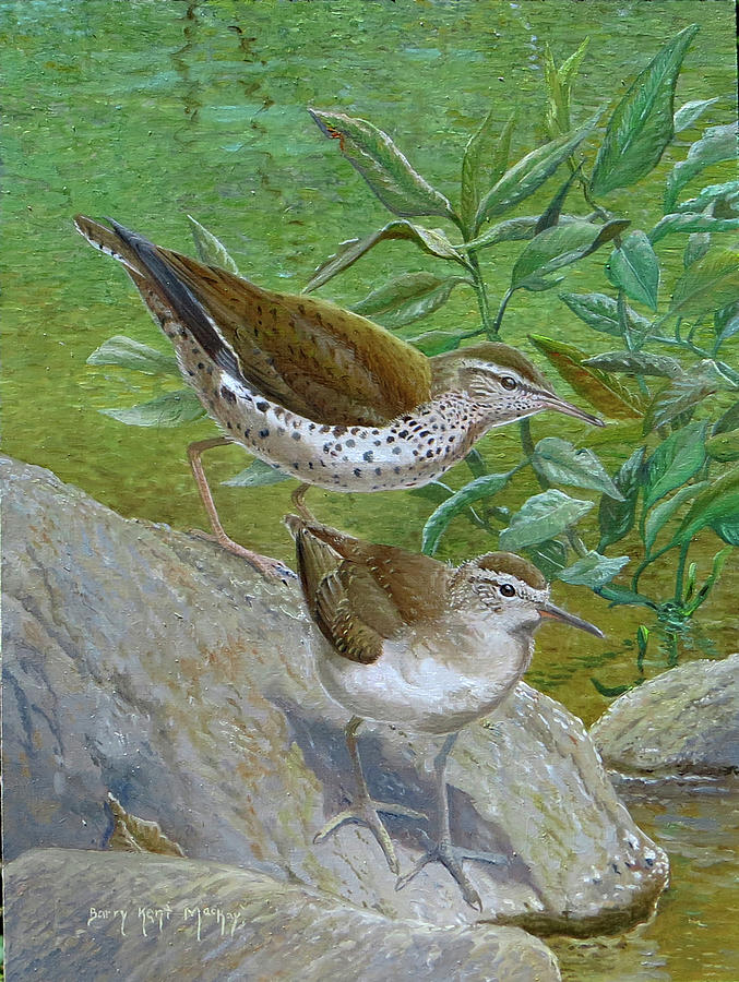 Spotted Sandpiper, adult and young Painting by Barry Kent MacKay