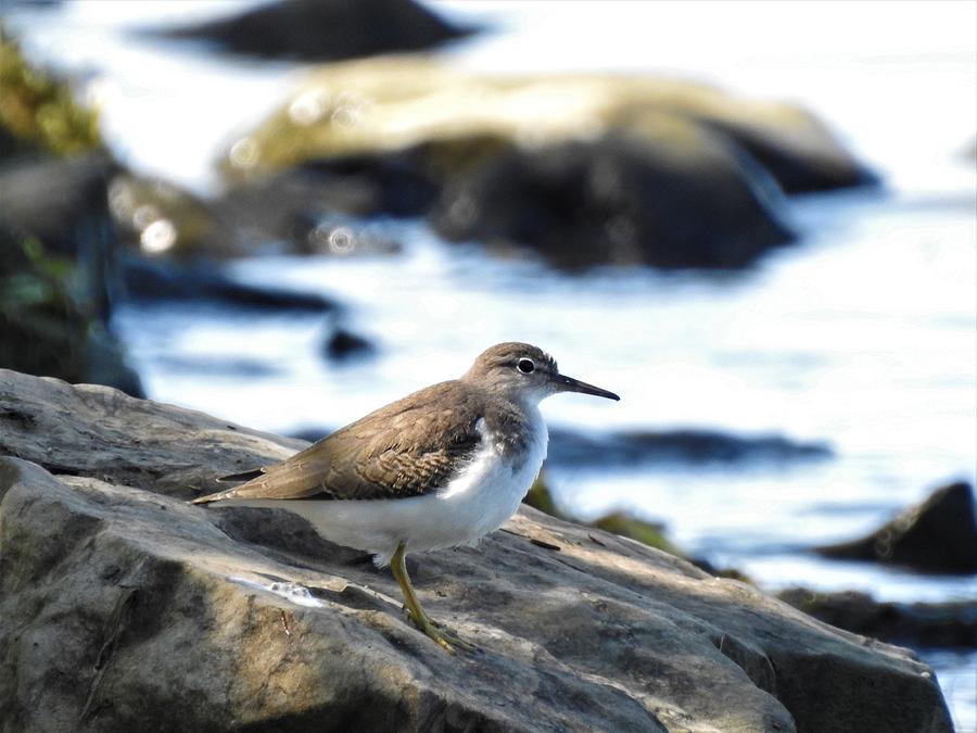 Spotted Sandpiper Photograph by Betty-Anne McDonald