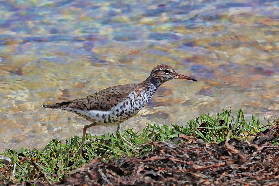 Sandpiper Photograph - Spotted Sandpiper  by HH Photography of Florida