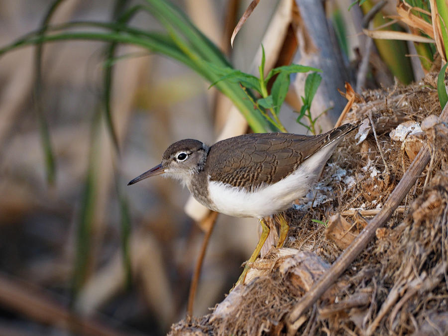 Spotted Sandpiper Photograph by James Peterson