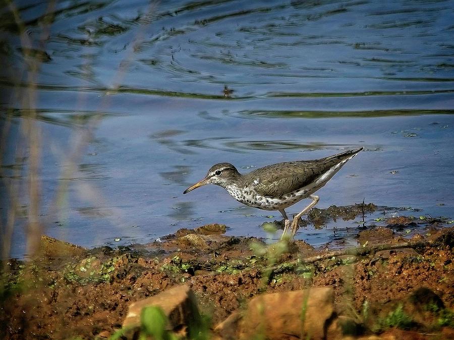 Spotted Sandpiper Photograph by John Benedict