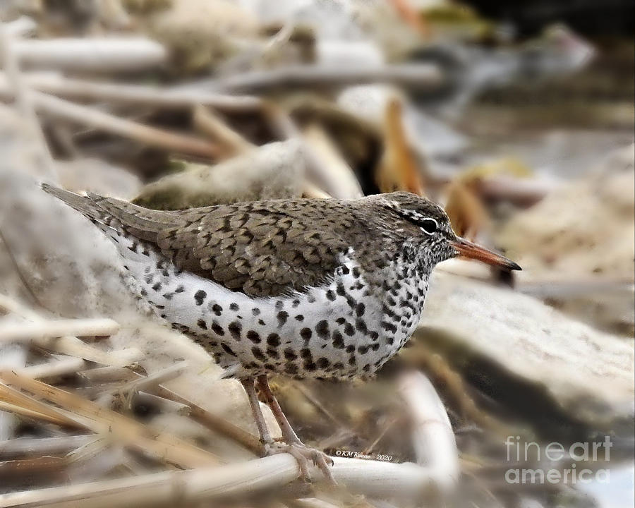 Spotted Sandpiper Photograph by Kathy M Krause