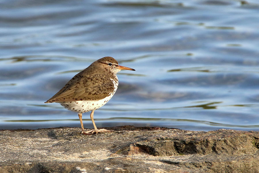 Spotted Sandpiper Mount Sinai New York Photograph by Bob Savage