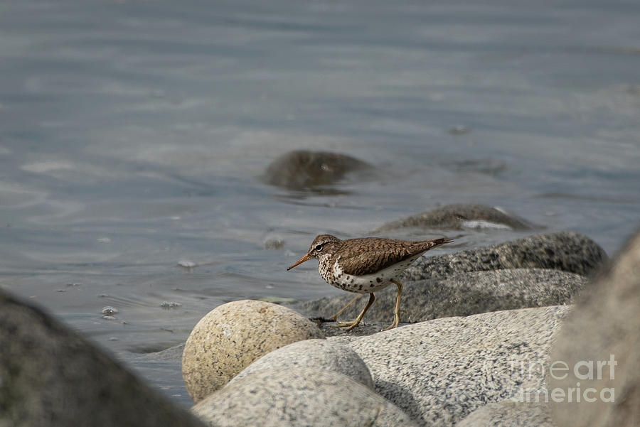 Summer Photograph - Spotted Sandpiper on a Rocky Shore in Alaska by Nancy Gleason