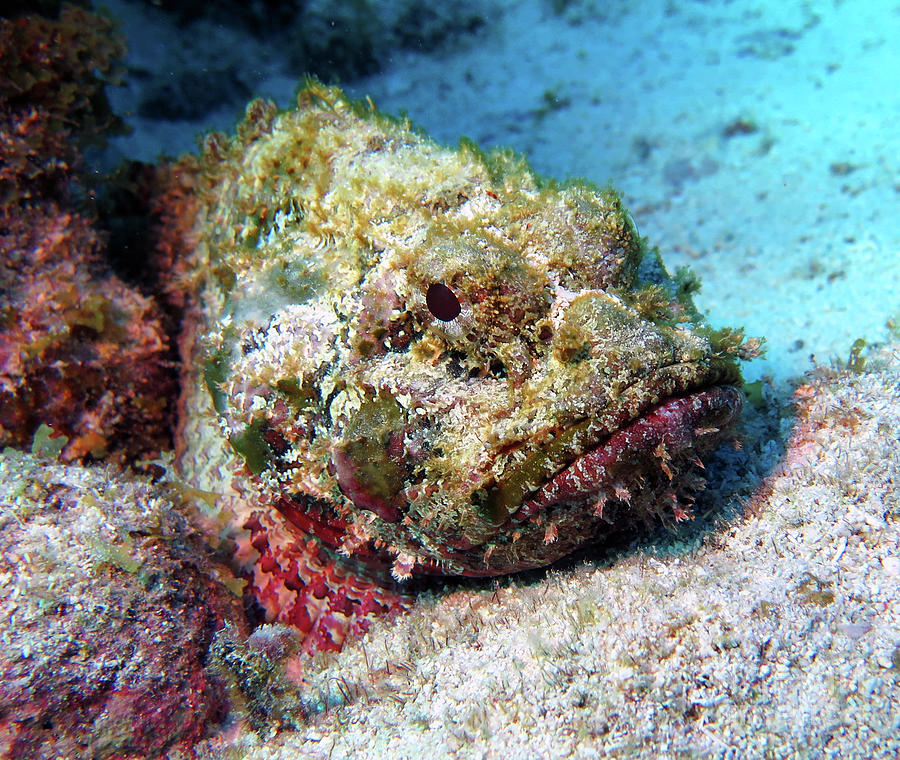 Spotted Scorpionfish 13 Photograph By Daryl Duda - Fine Art America