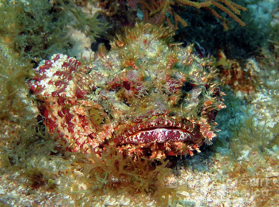 Spotted Scorpionfish 7 Photograph By Daryl Duda - Fine Art America