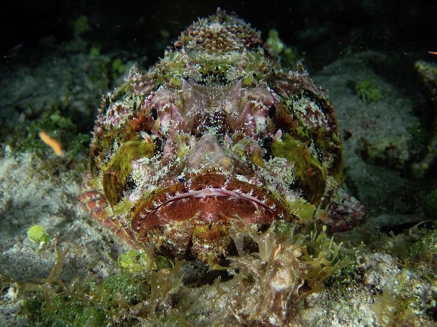 Spotted Scorpionfish Photograph by Brian Weber