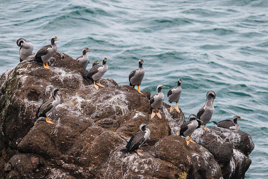 Spotted Shags Colony Photograph by PatrikStedrak