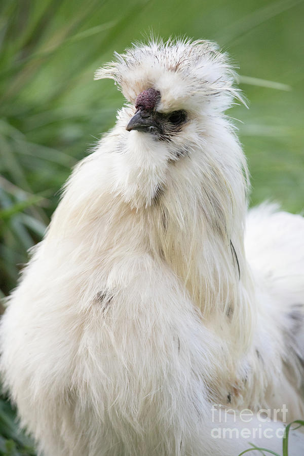 Spotted Silkie Rooster Photograph by Jeannette Hunt