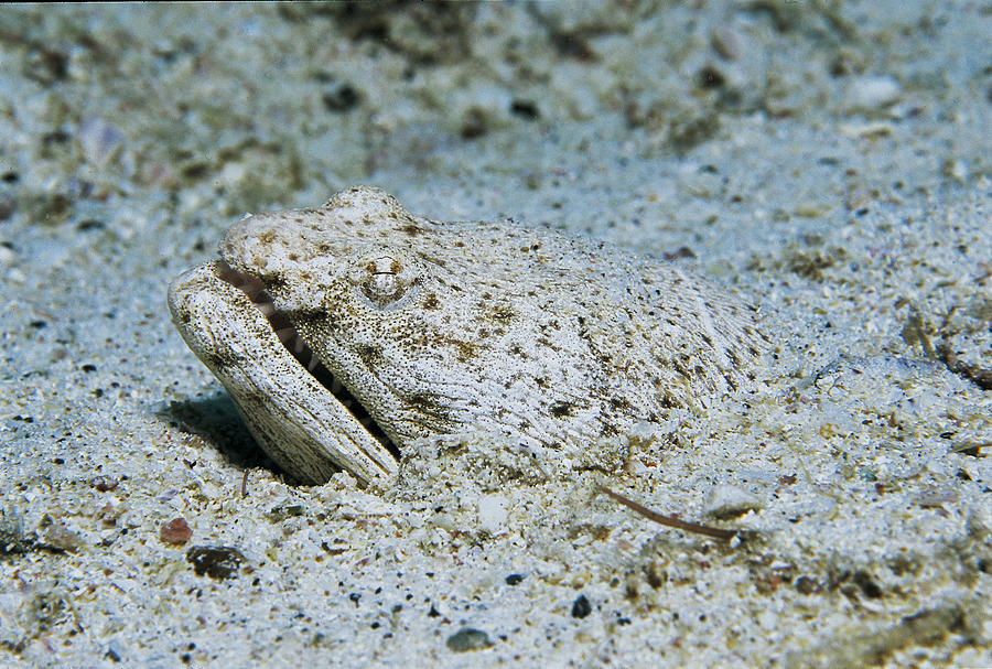 Spotted Spoon-Nose Eel. Photograph by Humberto Ramirez