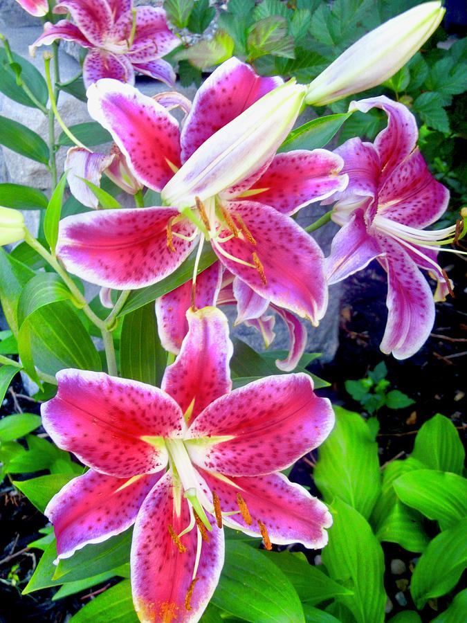 Spotted Tiger Lilies Photograph by Stephanie Moore - Pixels