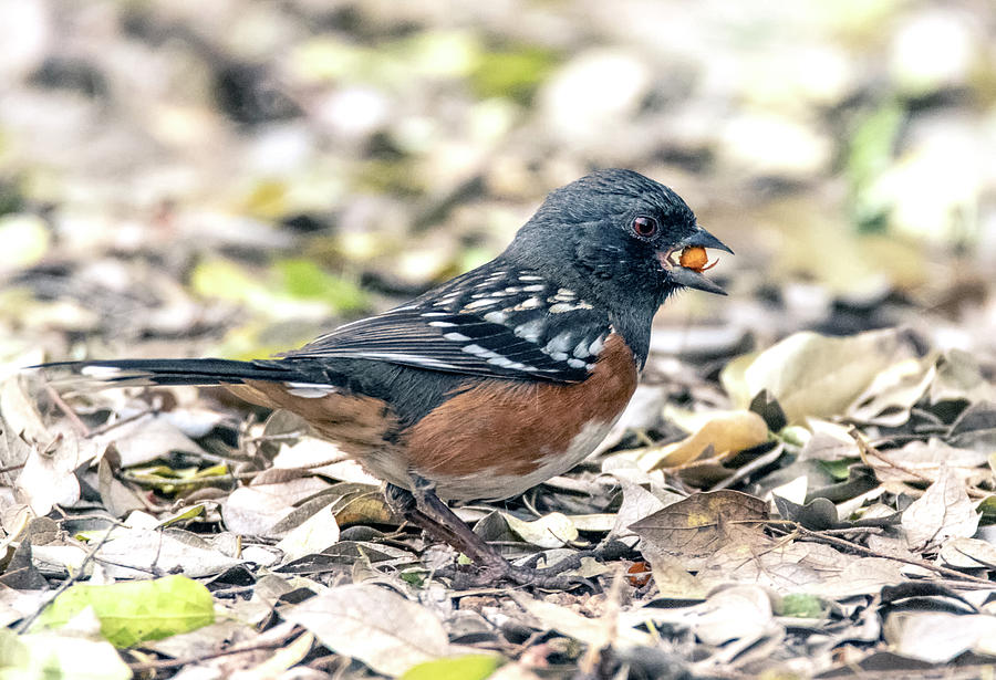 Spotted Towhee 1641-123119-2 Photograph by Tam Ryan