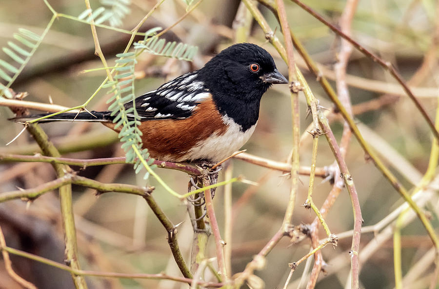 Spotted Towhee 9120-012821-2 Photograph by Tam Ryan