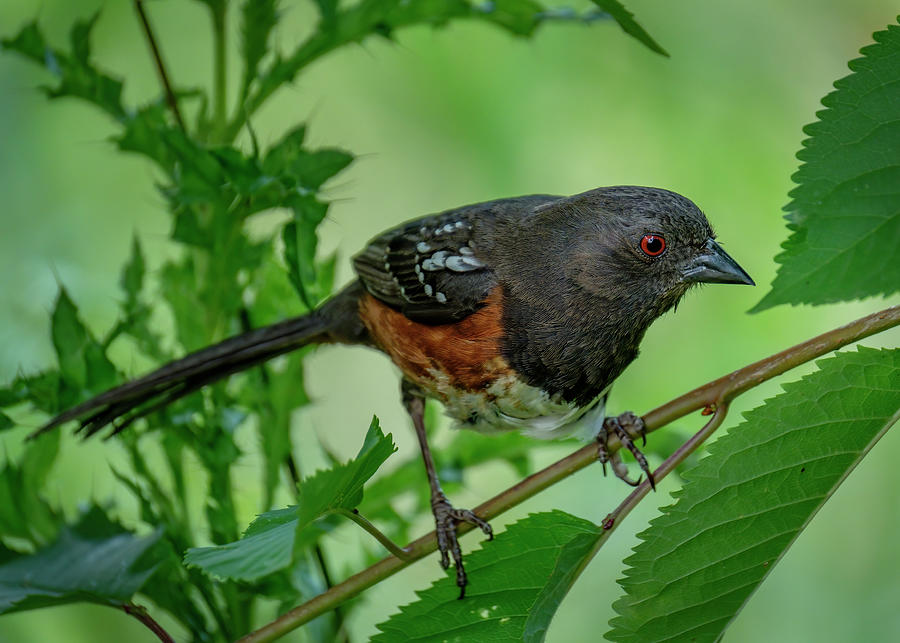 Spotted Towhee Pastel by Bill Ray