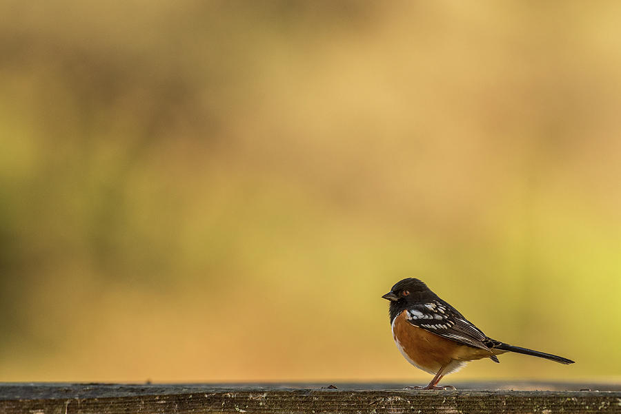 Spotted Towhee Bird Photograph by Mike Fusaro